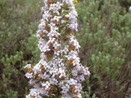 Selago flanaganii flowers